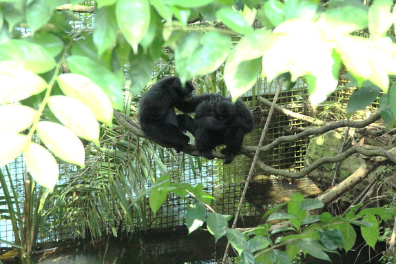 Моя Сингапурская сказка. Singapore ZOO.