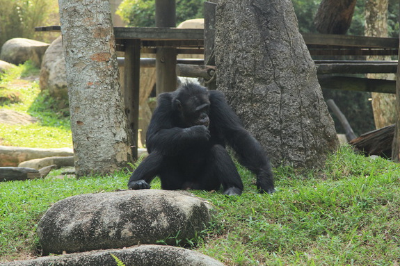 Моя Сингапурская сказка. Singapore ZOO.