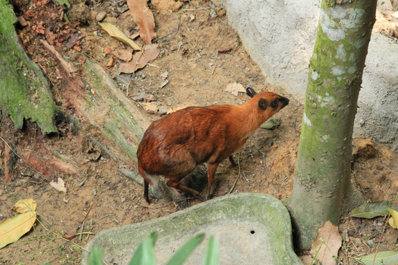 Моя Сингапурская сказка. Singapore ZOO.