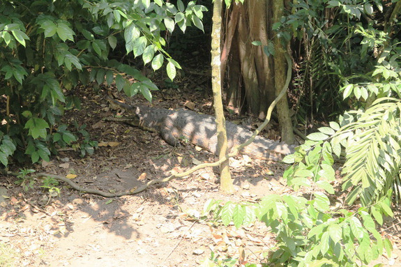 Моя Сингапурская сказка. Singapore ZOO.