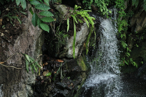 Моя Сингапурская сказка. Singapore ZOO.