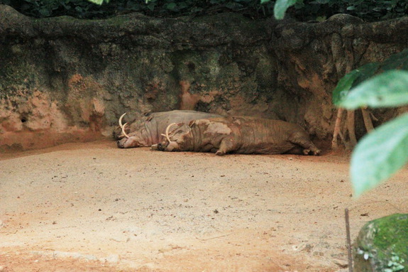 Моя Сингапурская сказка. Singapore ZOO.