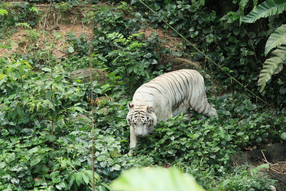 Моя Сингапурская сказка. Singapore ZOO.