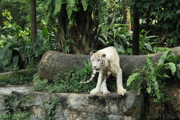 Моя Сингапурская сказка. Singapore ZOO.