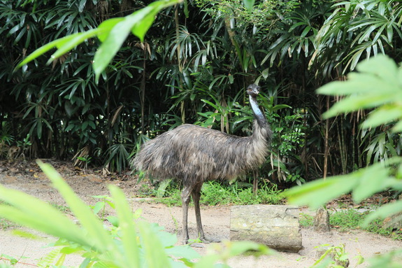 Моя Сингапурская сказка. Singapore ZOO.