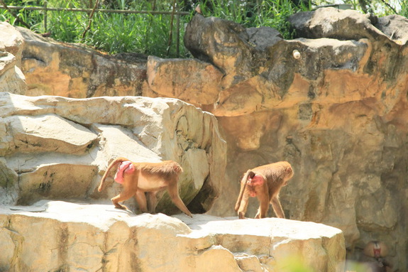 Моя Сингапурская сказка. Singapore ZOO.