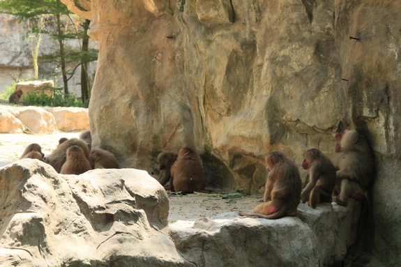 Моя Сингапурская сказка. Singapore ZOO.