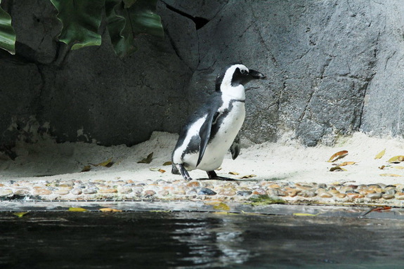 Моя сингапурская сказка. Singapore Zoo (продолжение)