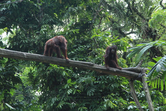 Моя сингапурская сказка. Singapore Zoo (продолжение)