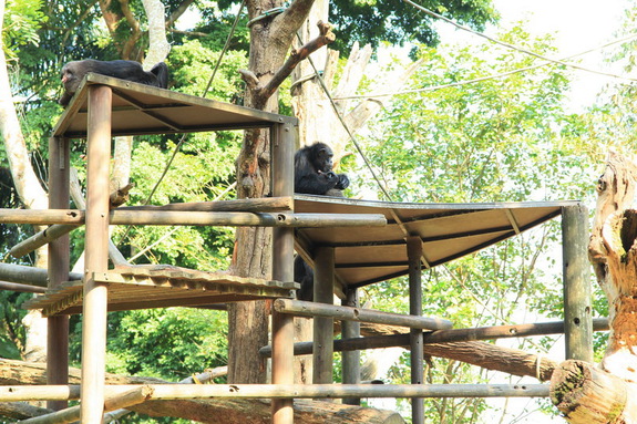 Моя сингапурская сказка. Singapore Zoo (продолжение)