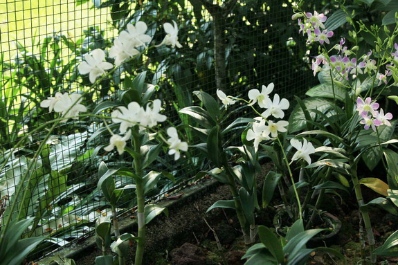 Моя сингапурская сказка. Singapore Zoo (продолжение)