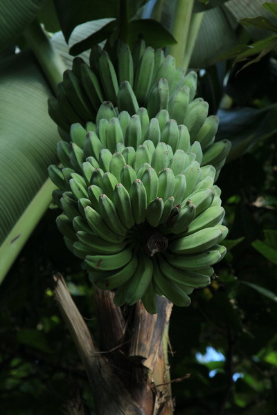 Моя сингапурская сказка. Singapore Zoo (продолжение)