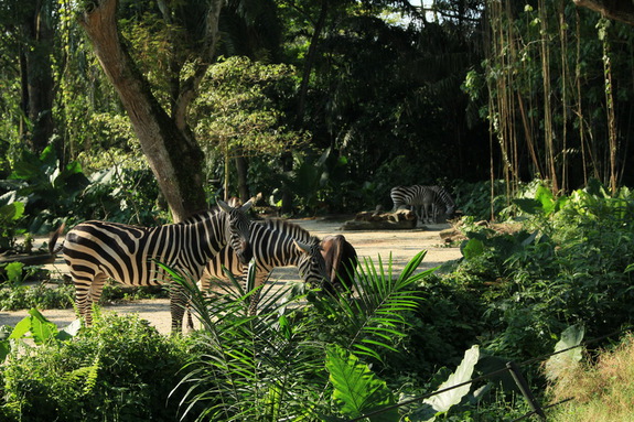 Моя сингапурская сказка. Singapore Zoo (продолжение)